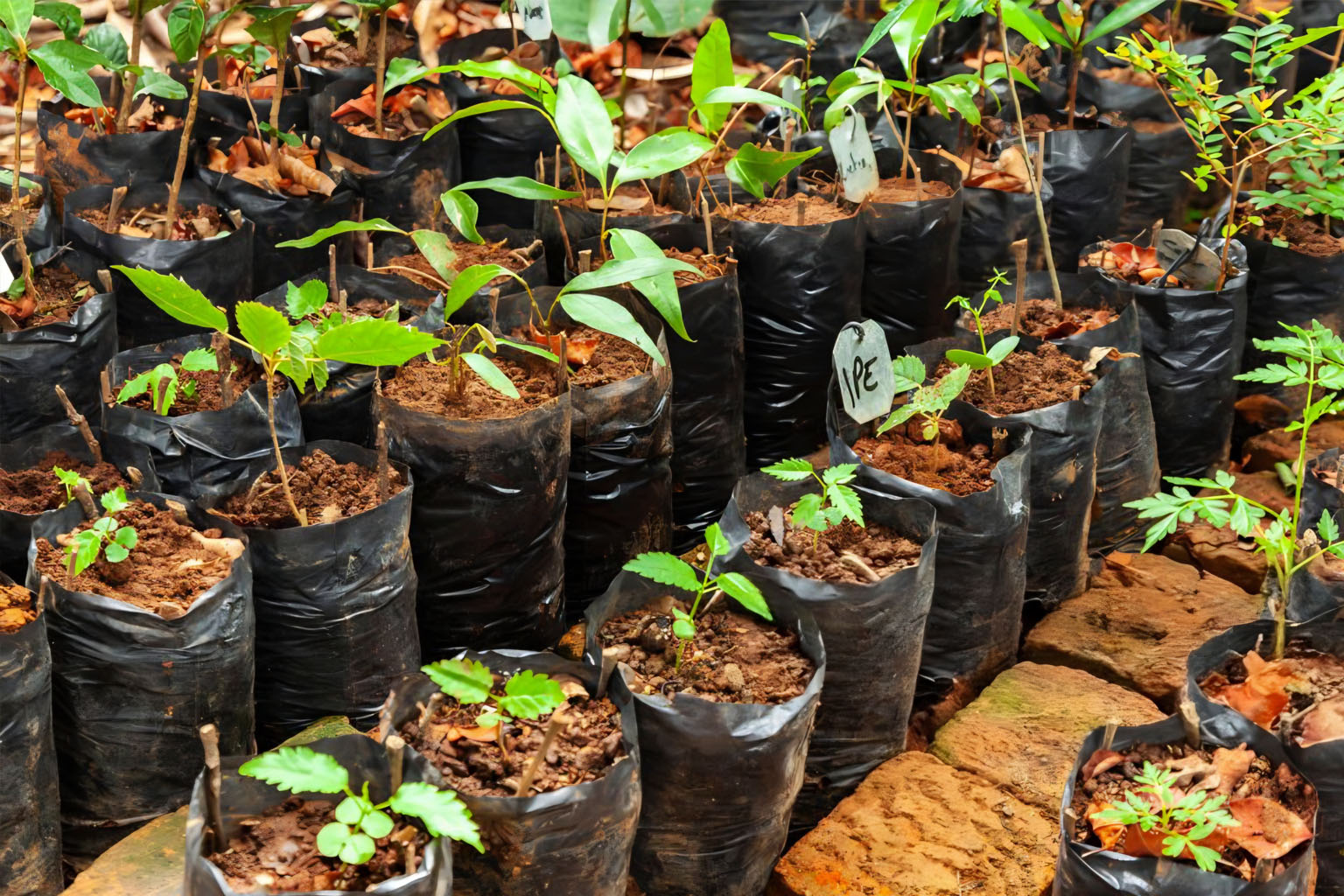 Illustration : bénévoles africains replantant un espace dégradé